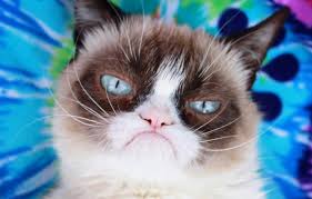 Download the inspirational funny white cat with hands memes. 10 Of The Most Famous Cat Memes As Of 2020 Grumpy Cat Lives On