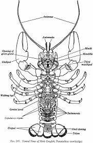 Crayfish External Ventral Labeled Jpg 901 1382 Crayfish Arthropods Biology