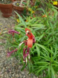 Image result for Scleria laxiflora