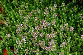 The best ground cover plants are evergreen, not deciduous. 10 Best Ground Covers For Full Sun
