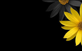 Check spelling or type a new query. Simple Flower Wallpaper Nature And Landscape Wallpaper Better