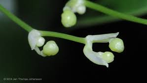 Image result for Behnia reticulata