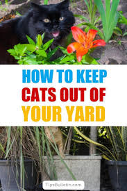 They also love to sunbathe. How To Keep Cats Out Of Your Yard 22 Easy Ways Cat Repellant Outdoor Garden Pests Cat Deterrent