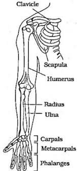 The bones mentioned in each human skeleton chart are: Draw A Neat Labelled Diagram Of Forelimb Indicating All The Bones Sarthaks Econnect Largest Online Education Community