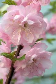 Pin By Jennifer M On Flower Dreams Pretty Flowers Beautiful Flowers Love Flowers