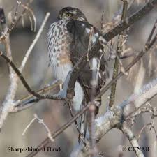 Cooper's hawk vs sharp shinned. Sharp Shinned Hawk Birds Of Cuba Cuban Birds