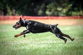 If you are unable to find your doberman pinscher puppy in our puppy for sale or dog for sale sections, please consider looking thru thousands of doberman pinscher dogs for adoption. Welcome To Ny Dobermans Nydobermans Com