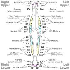 Modified triadan system an overview sciencedirect topics. Tooth Numbering In Other Species
