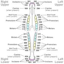 Editable image in modern style on white background. Tooth Numbering In Other Species