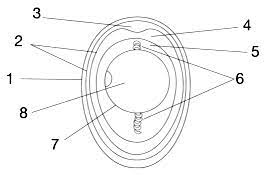 The egg travels down the fallopian tube and into the uterus. 32 Label The Parts Of An Egg Labels Design Ideas 2020