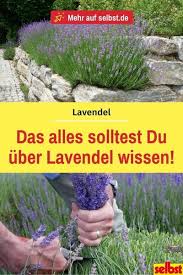 Lavendel Selbst De In 2020 Lavendel Pflanzen Garten Lavendel Pflanzen