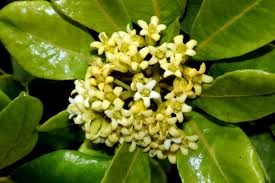 Image result for Kyphocarpa angustifolia