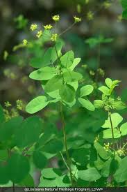 Image result for Pimpinella trifurcata