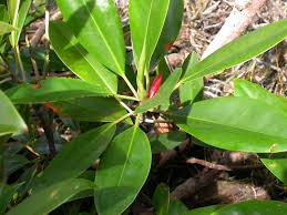 Image result for Bruguiera