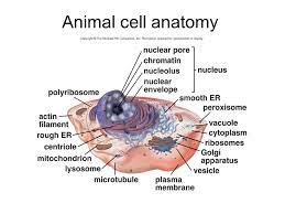 Cell structure & function (cell notes & flipbook combined). Cell Structure And Function Chapter 3 The Cell Considerations Basic Unit Of Life Protection And Support Movement Communication Metabolism And Energy Ppt Download