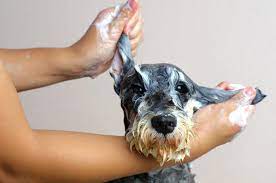 Is It Safe To Use Human Shampoo On Your Dog