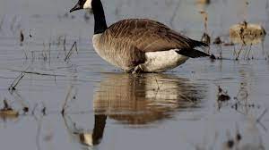 Check spelling or type a new query. Daily Limit Of Canada Geese Likely To Increase From Three To Five