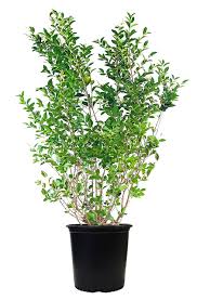 Image result for ligustrum ovalifolium