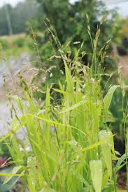 Image result for Chasmanthium latifolium