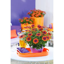 Image result for Osteospermum nyikense