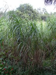 Image result for Cenchrus purpureus