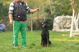 Club K9 Adli Kullanicinin Satilik Egitimli Kopekler Irt 05326824205 Panosundaki Pin Doberman Kopek