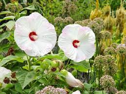 Deadheading roses is common practice and is easy. Hibiscus Rose Mallow Hgtv