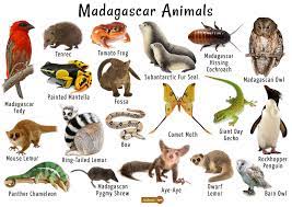 See more ideas about animals, madagascar animals, animals beautiful. Madagascar Animals List Habitats And Pictures
