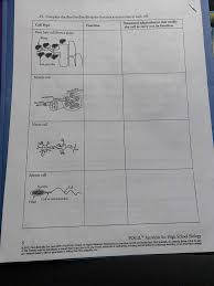 Bio neuron function pogil answer key. How Does A Nerve Cell Adapted To Its Job