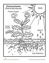 Photosynthesis Coloring Page Worksheet Education Com Third Grade Science Photosynthesis Science Worksheets