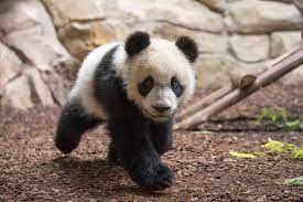 Dernier code promo zooparc de beauval en août 2021: Le Bebe Panda Du Zoo De Beauval A 1 An Et Il Pese Deja 30 Kg