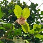 Image result for Napoleonaea septentrionalis