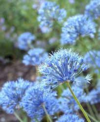 Pin On Naturalizing Alliums