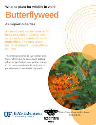 Early spring native flowering plants. Florida Friendly Seasonal Planting Guide