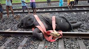 🐘💔💔💔🐘 BREAKING HORRIFYING NEWS! A young bull elephant ...