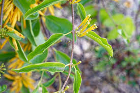 Image result for Agelanthus