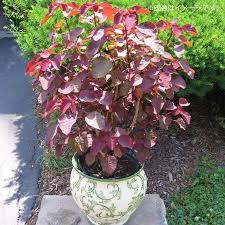 Image result for Monadenium pudibundum