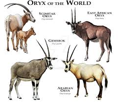 Oryx Of The World By Rogerdhall Animals Beautiful Animals Information African Animals