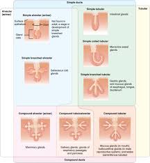 It consists of cells joined by small amounts of cementing substances. Epithelial Tissue Anatomy And Physiology I