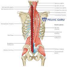 Figures 30 through 32 are large the anterior muscles posteriorly tilt the pelvis, the posterior muscles anteriorly tilt the pelvis, the note: Pin On Physio