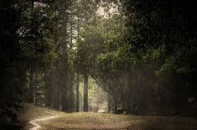 Maybe you would like to learn more about one of these? Rain Summer Forest Wallpaper 2048x1356 195773 Wallpaperup