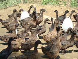 Berikut adalah beberapa gambar itik/ bebek. Itik Khaki Campbell Itik Penelur Sukrijerangau Flickr