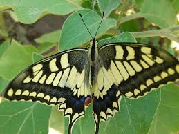 Ay E Sezi Sezis Ayse Nature Green Butterfly Yellow Black Photography Close Kelebek Toprak Bah癟e Ye Illik Do A Kelebekler Yesil Tintin