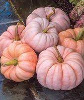 Pumpkin Porcelain Princess Hybrid Burpee Pink Pumpkins Pumpkin Pumpkin Varieties