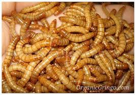 James Willis On Instagram I Have Always Been Fascinated By Worms And How Beneficial They And Their Castings Are That In Fish And Chicken Bird Food Meal Worms