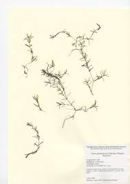 Image result for Najadaceae