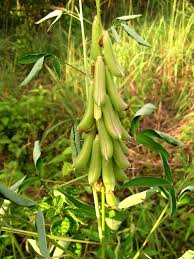 Image result for Crotalaria trichotoma