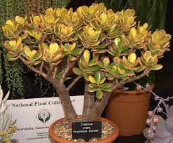 This type of jade plant variety grows beautiful flowers when happy but turns overall reddish when stressed. Jade Plant Money Plant Crassula Ovata Crassulaceae The Succulent Plant Page