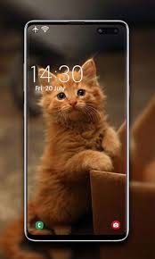These images are to be used as desktop wallpaper only. Amazon Com Cat Wallpaper Cute Cats And Kittens Appstore For Android