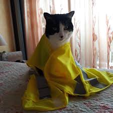 Chat Fan Gilet Jaune Gilet Jaune Gilet Jaune